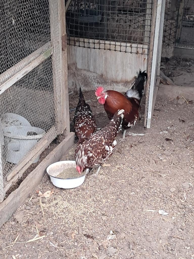 Kippen, Dieren en Toebehoren, Vrouwelijk, Kip