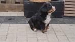 Berner Sennen Pup Reu, 8 tot 15 weken, Meerdere, Nederland, Particulier