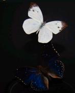 Vlinders in glazen stolp, Verzamelen, Ophalen of Verzenden, Nieuw, Insect, Opgezet dier