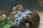 Blauwe Florida Kreeften (Procambarus alleni) 3–4 cm, Januari, Meerdere dieren