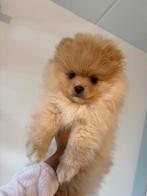 Mijn allerliefste pomeriaan puppy (9 weken), Dieren en Toebehoren, Honden | Niet-rashonden, HCC (leverziekte), 8 tot 15 weken