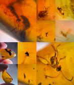 Barnsteen met insectjes Birma, Ophalen of Verzenden, Fossiel