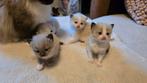 Raszuivere Ragdoll kittens met extreem lief karakter, Meerdere dieren, Ontwormd, 0 tot 2 jaar