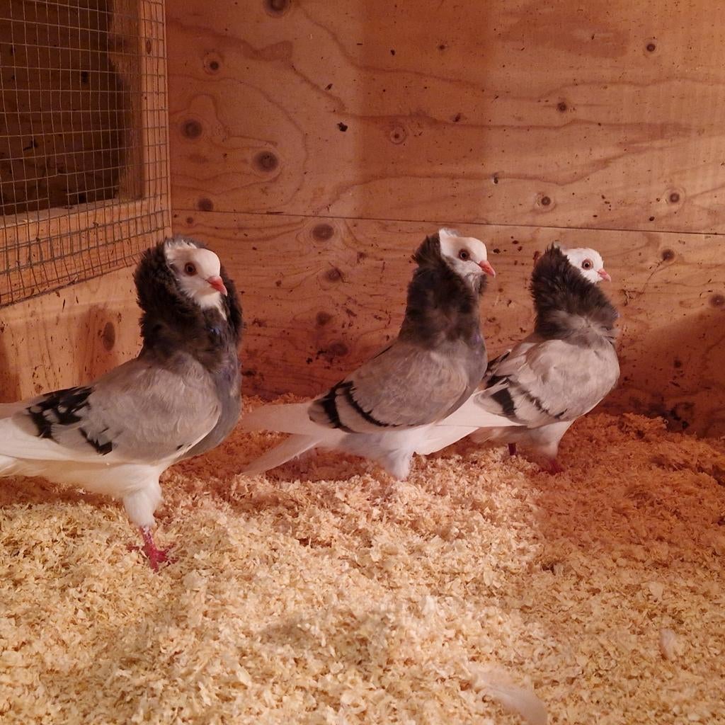 Diverse kapucijners, Dieren en Toebehoren, Vogels | Duiven, Meerdere dieren, Overige soorten