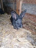 Blauwe Vlaamse reuzen, Dieren en Toebehoren, Meerdere dieren, Groot, 0 tot 2 jaar