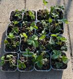 Biologische aardbeien plantjes stekken stekjes planten, Ophalen, Eenjarig, Groenteplanten, Volle zon