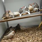 Zebravinken, Meerdere dieren, Tropenvogel