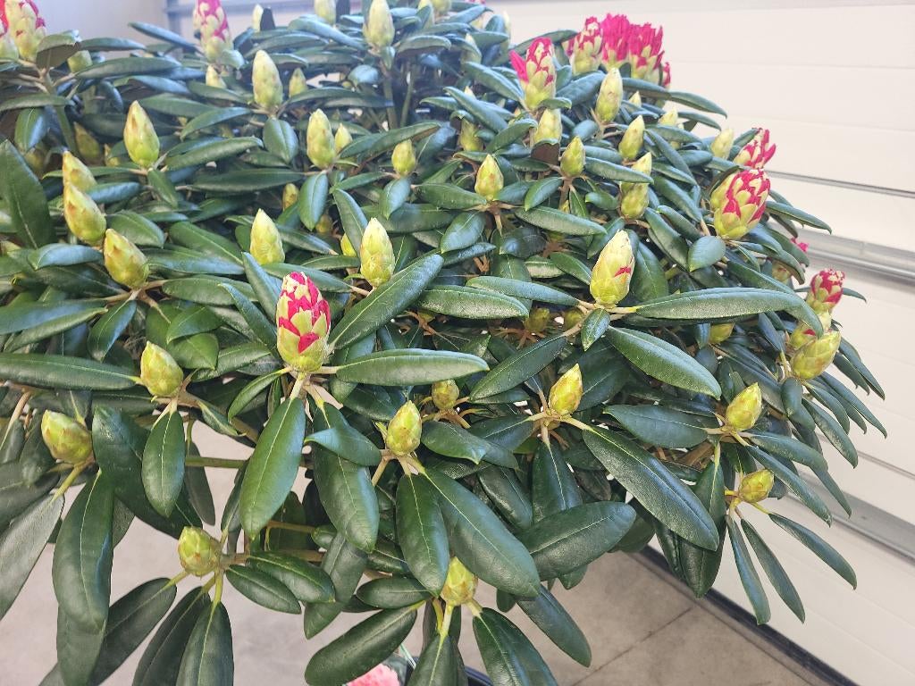 Rhododendron Y Kalinka op stam, Ophalen, Lente, Overige soorten, Halfschaduw