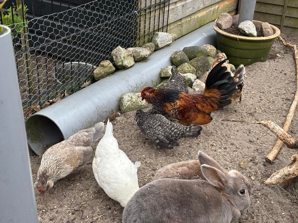 Broedeieren watermaalsebaardkriel, Dieren en Toebehoren, Pluimvee, Geslacht onbekend, Kip