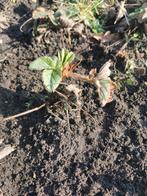 Verse aardbeien stekjes - Kweek je eigen aardbeien!, Volle zon, Vaste plant, Ophalen of Verzenden, Fruitplanten