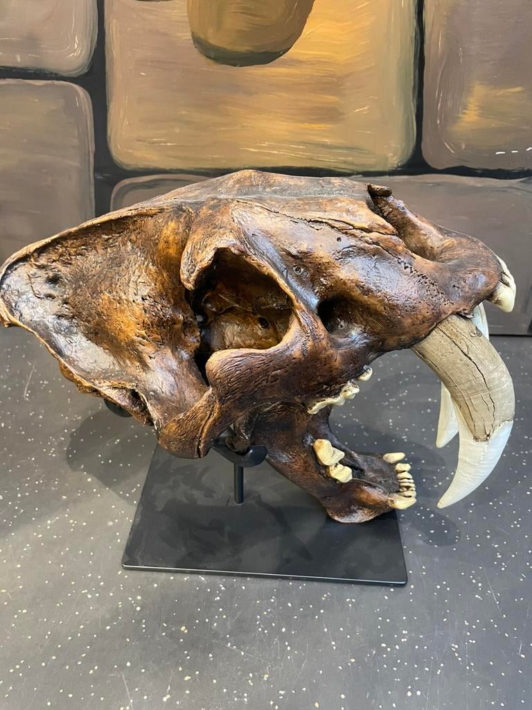 Replica Sabeltandtijger, Verzamelen, Ophalen of Verzenden, Nieuw, Overige soorten, Schedel