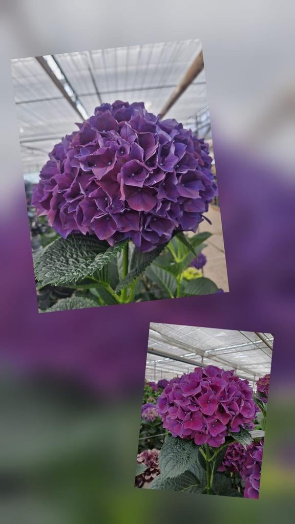 Hortensia planten te koop - Diverse kleuren beschikbaar, Overige soorten, Vaste plant, Ophalen of Verzenden, Halfschaduw
