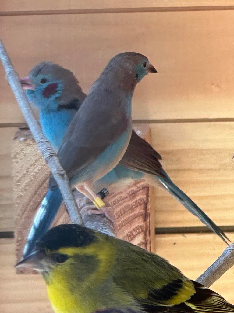 Koppel blauwfazant, Meerdere dieren