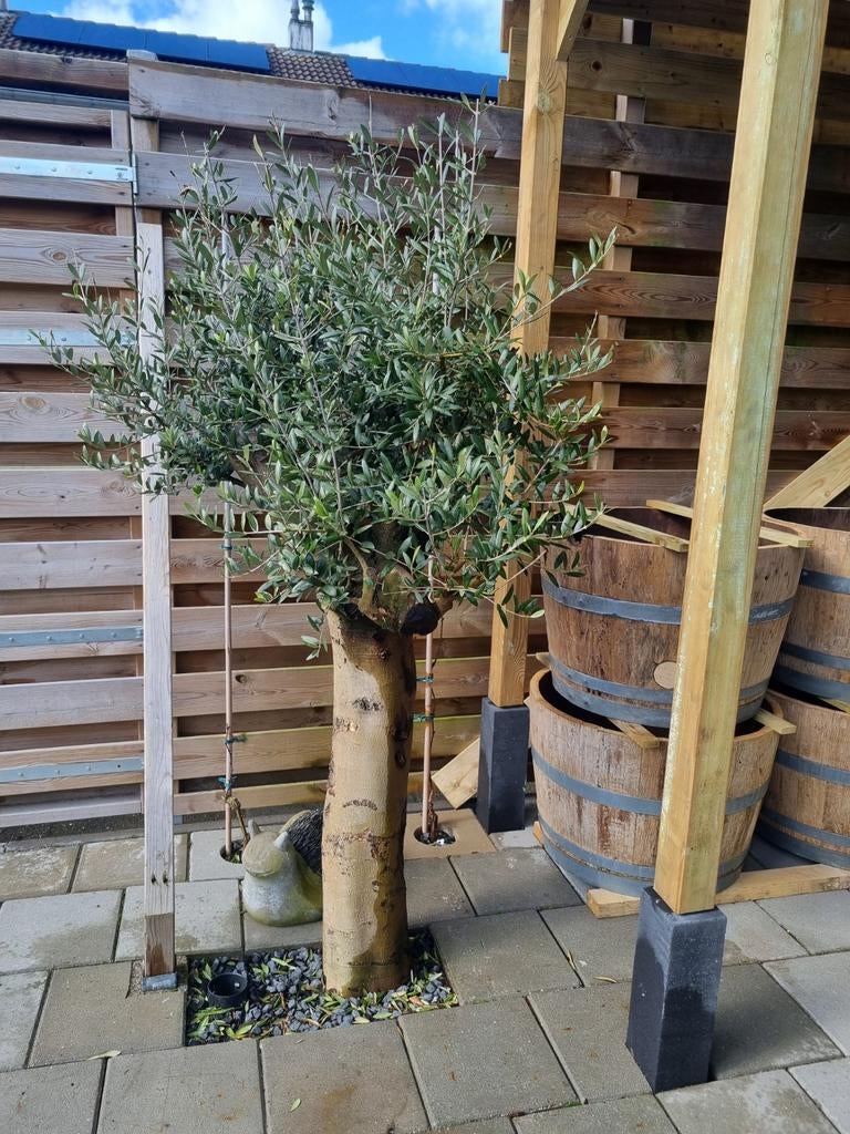 Grote oude olijfboom met dikke stam (inmiddels uitgegraven), Tuin en Terras, Ophalen, Overige soorten