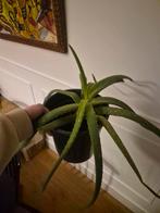 Aloe, Ophalen of Verzenden, Halfschaduw, Minder dan 100 cm