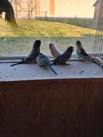 Jonge blackface parkieten, Meerdere dieren, Overige soorten