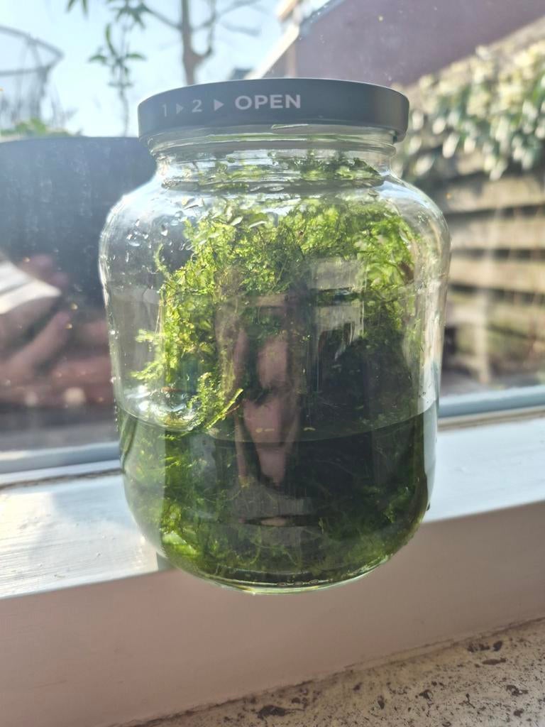 Java mos aquarium planten, Ophalen of Verzenden, Nieuw, Plant(en), Steen of Hout