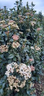 Groenblijvende Viburnum met witte bloemen, Tuin en Terras, Ophalen of Verzenden, Overige soorten, Struik, Minder dan 100 cm