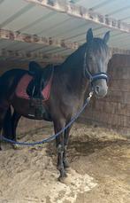 10 jarige KWPN ruin, Dieren en Toebehoren, Met stamboom, Ruin, Niet van toepassing, Dressuurpaard