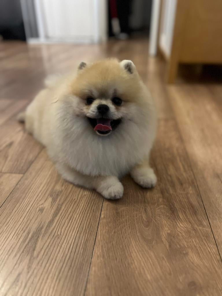 Pomeranian dekreu, Dieren en Toebehoren, Particulier, 1 tot 2 jaar, Buitenland, Parvo