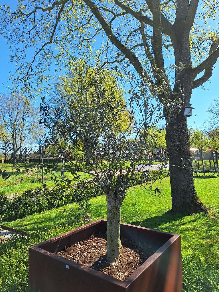 2 Olijf bomen, 100 tot 250 cm, Olijfboom, Zomer, Ophalen