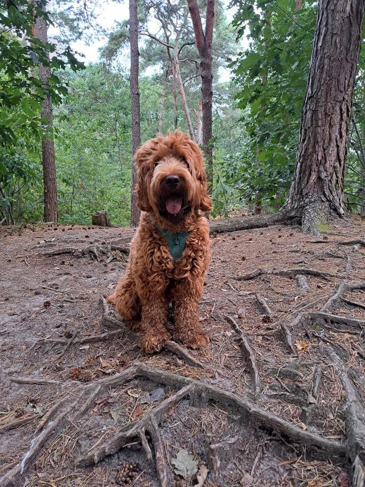 Labradoodle pups medium, Dieren en Toebehoren, Honden | Niet-rashonden, Meerdere dieren, Particulier, Meerdere, Nederland, 8 tot 15 weken