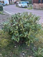 Mooi grote roze Rhododendron, Ophalen, Overige soorten, Minder dan 100 cm