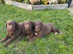 5 Labradoodle pups bruin met witte aftekeningen, Parvo, Overige rassen, 8 tot 15 weken, Meerdere