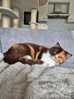 Britse korthaar, Poes, Gechipt, 0 tot 2 jaar