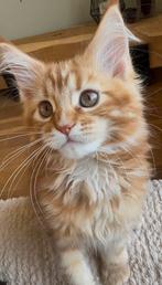 4 Maine Coon kittens met stamboom, Meerdere dieren, Met stamboom, 0 tot 2 jaar