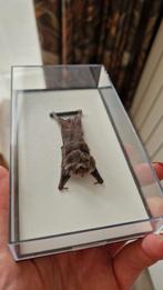 Kleine vleermuis in Display case, Antiek en Kunst, Ophalen of Verzenden