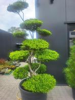 Ilex crenata blondie bonsai grote maat, Tuin en Terras, Planten | Bomen, Overige soorten, Lente, 100 tot 250 cm, Ophalen