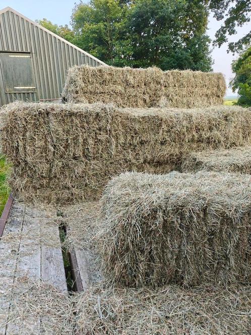 Vers hooi kleine pakjes, goede kwaliteit, ook voor paarden, Dieren en Toebehoren, Dierenvoeding, Vee, Ophalen of Verzenden
