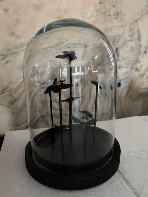 Nieuw Opgezette Timmermans Bijen In Grote Stolp Taxidermie, Verzamelen, Dierenverzamelingen, Nieuw, Opgezet dier, Insect, Ophalen of Verzenden