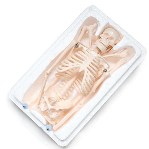Skelet Menselijk Anatomie Model / School Botten Medisch Mens, Diversen, Schoolbenodigdheden, Nieuw, Ophalen of Verzenden