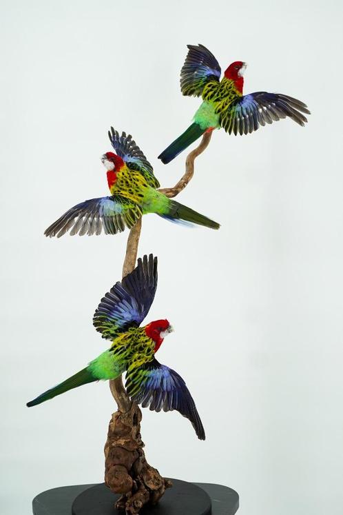 Opgezette parkieten - Opstelling van 3 - Wildernis Atelier, Verzamelen, Dierenverzamelingen, Nieuw, Opgezet dier, Vogel, Ophalen of Verzenden