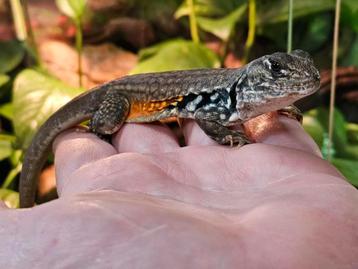 Vlinder agamen / Leiolepis reveesi beschikbaar voor biedingen