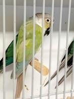 Pyrrhura's, Dieren en Toebehoren, Meerdere dieren, Parkiet, Geringd