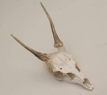 DAMHERT SPIES GEWEI beschikbaar voor biedingen