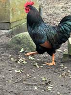 Barnevelder Haan, Dieren en Toebehoren, Mannelijk, Kip