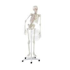 Skelet peter, anatomie, fysiotherapie geen 1250 maar €599  beschikbaar voor biedingen