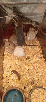 Verschillende tamme ratjes, Dieren en Toebehoren, Knaagdieren, Meerdere dieren, Rat, Na 1 juli 2024, Tam