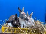 Lieve konijnen!, Dieren en Toebehoren, Konijnen, Mannelijk, Dwerg, Hangoor, 0 tot 2 jaar