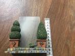 Fotolijstje met boompjes, Overige materialen, Minder dan 50 cm, Ophalen of Verzenden, Zo goed als nieuw