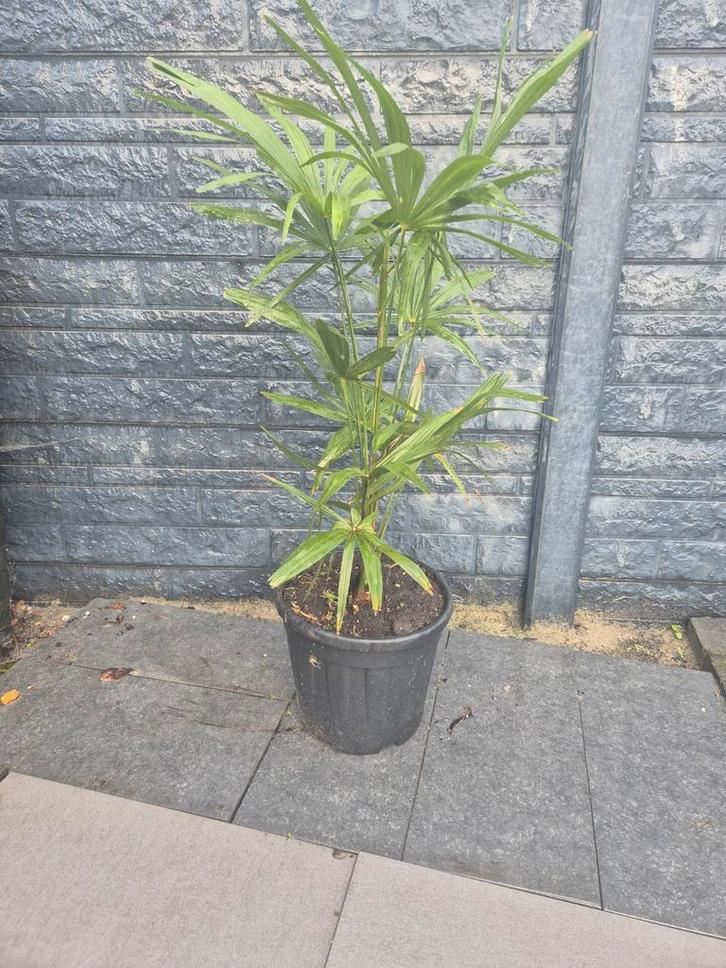 Palmboom Fortunei - Prachtige winterharde palm, Tuin en Terras, Planten | Tuinplanten, Vaste plant, Overige soorten, Volle zon