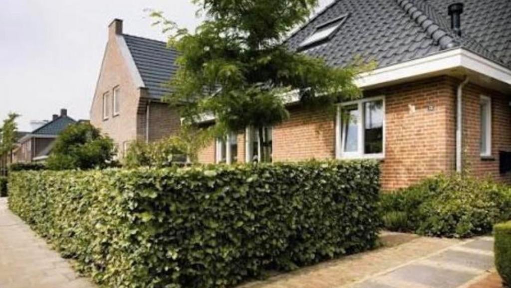 Beuken haag, Ophalen of Verzenden, Bloeit niet, Halfschaduw, Overige soorten