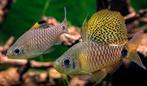 Oreichthys crenuchoides, hoogvinbarbeel!!!, Dieren en Toebehoren, Vissen | Aquariumvissen, Zoetwatervis, Vis