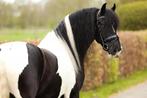 Schitterende brave Barock Pinto te koop, Dieren en Toebehoren, Paarden, Gechipt, Ruin, Dressuurpaard, 3 tot 6 jaar