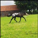 Super leuke allround appaloosa ruin, Springpaard, B, Ruin, 7 tot 10 jaar