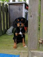 Cavalier King Charles pups, Dieren en Toebehoren, CDV (hondenziekte), Particulier, Meerdere, 8 tot 15 weken